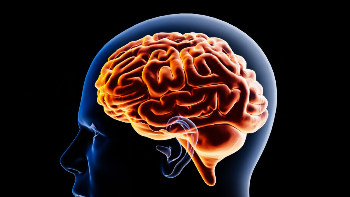 Image of the brain