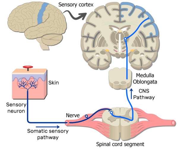 Pain Anatomy Image