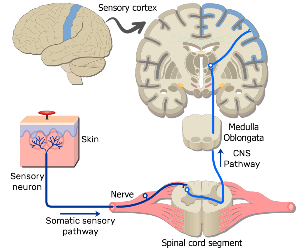 Pain Anatomy Image
